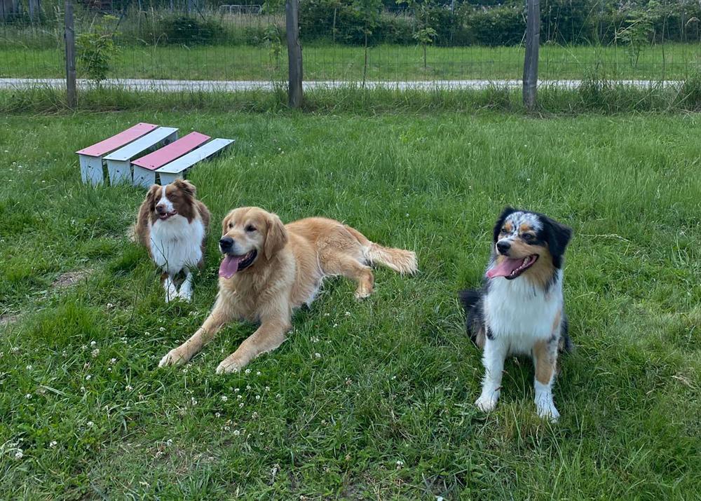 Formation pension canine près de Tours