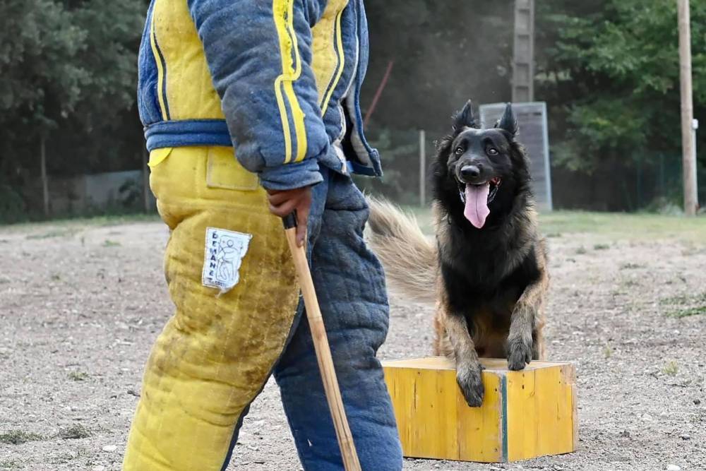 Formation chien mordant près de Tours