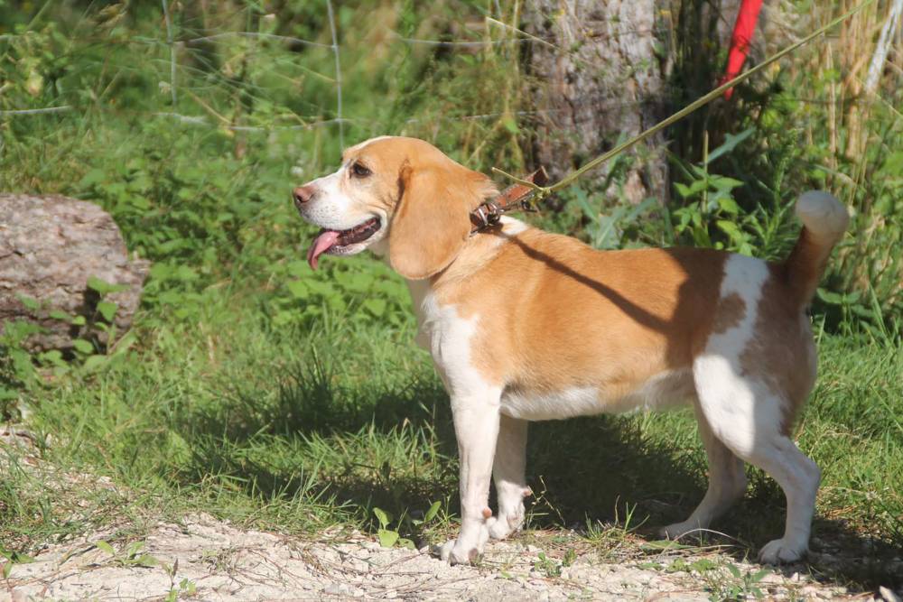 Formation secours canins près de Tours