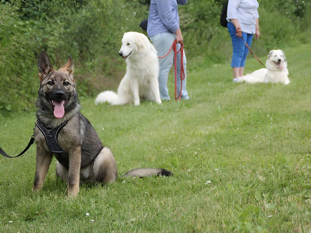Formation dresseur canin près de Tours