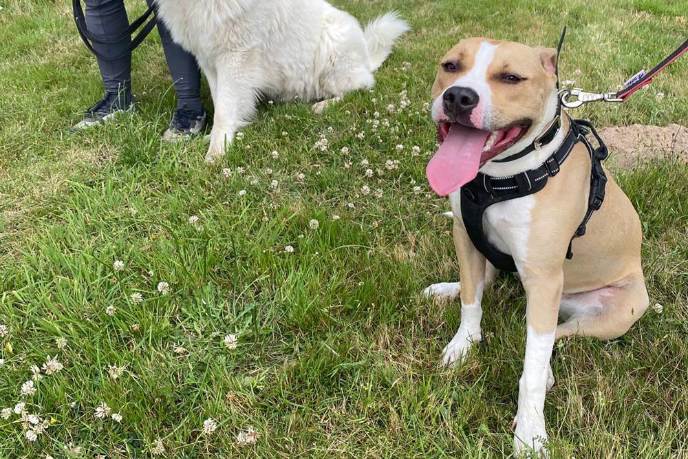 Formation chien spécialisé près de Tours